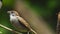 Philippine Maya Bird Eurasian Tree Sparrows or Passer montanus perch on twigs mouth feeding each other.