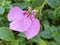 Philippine Pink Orchid Plant / Medinilla apoensis C.B.Rob. / Planta orquÃ­dea rosa Filipina - Botanischer Garten Zuerich