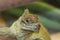 Philippine sailfin lizard, crested lizard, sail-fin lizard, sailfin water lizard, soa-soa water lizard Hydrosaurus pustulatus 1