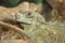 Philippine sailfin lizard, crested lizard, sail-fin lizard, sailfin water lizard, soa-soa water lizard Hydrosaurus pustulatus 3