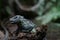 Philippine sailfin lizard, Philippine sailfin lizard is smiling, photo of lizard on a piece of wood	, lizard laughs photo