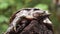 Philippine soft shelled taxonomic family turtle Trionychidae on rotting wood.