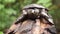 Philippine soft shelled taxonomic family turtle Trionychidae on rotting wood.