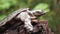 Philippine soft shelled taxonomic family turtle Trionychidae on rotting wood.