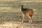 Philippine spotted deer