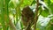 Philippine tarsier