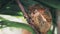 Philippine tarsier from island of bohol, asia