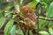 Philippine Tarsier in Its Natural Habitat, Bohol, Philippines