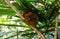 Philippine tarsier sleeping in a tree