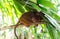 Philippine tarsier sleeping on tree