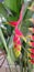 Philippine tropical heliconia