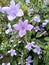 Philippine Violet Barleria cristata