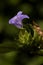 Philippine violet, Bluebell barleria, Crested Philippine violet,flower.