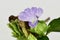 Philippine violet, Bluebell barleria, Crested Philippine violet,flower.