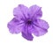 Philippine violet flower