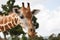 Philippines Calauit Island Whild park, giraffe