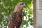 Philippines eagle in Pinatubo