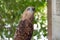 Philippines eagle in Pinatubo