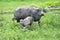 Philippines, Mindanao. Carabao (Water buffalo)