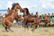Philippines, Mindanao, Horse fight