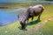 Philippines water buffaloCarabao