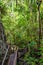 Philippino tropical jungle forest
