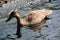 A Phillippine Duck on the water