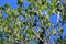 Phillyrea latifolia - Wild plant shot in the spring.