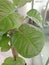 Philodendron