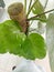 Philodendron