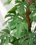 Philodendron Araceae