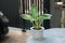 Philodendron Birkin