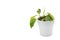 Philodendron Brasil exotic indoor plant in a pot on white isolated background