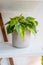 Philodendron Brasil in a gray pot on a white shelf