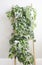 Philodendron brasil house plants growing on a ladder