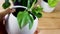 Philodendron brasil tropical plant with yellow stripes in a white ceramic decorative pot