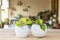 Philodendron brasil variegated and neon lime green heart leaf plants in a white ceramic pots