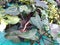 Philodendron Burgundy ornamental plant.  ornamental plant with broad leaves and reddish stems.