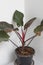 Philodendron Cardinal in pot
