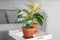 Philodendron Dragon Tail and Aglaonema in clay pots