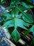 Philodendron Florida Beauty green leafe perfect leafe shap and great nature design