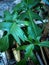 Philodendron Florida Beauty green leafe perfect leafe shap and great nature design