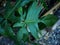 Philodendron Florida Beauty green leafe perfect leafe shap and great nature design