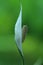 Philodendron flower in a garden