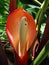 Philodendron flower and insects close-up on tropical forest, Rio