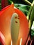 Philodendron flower and insects close-up on tropical forest, Rio