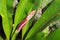 Philodendron flower on tropical garden, Rio