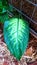 Philodendron gloriosum