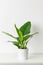 Philodendron Green Congo. Philodendron plant in white ceramic pot on white shelf against white wall. Trendy exotic house plant.