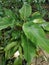 Philodendron Green with flower